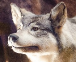 2015年流行スタイル(髪型)はネオウルフ?