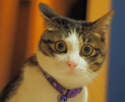 美容師takaのおすすめ育毛方法や副作用の話のまとめ