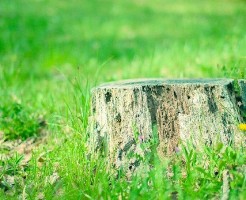ボタニカルカラーとは?オーガニックカラーとの違いは?