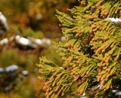 髪の花粉対策は帯電防止