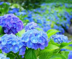 梅雨・夏の湿気で髪型が崩れるのはなぜ