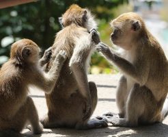 かゆみの出るシャンプーはダメシャンプー